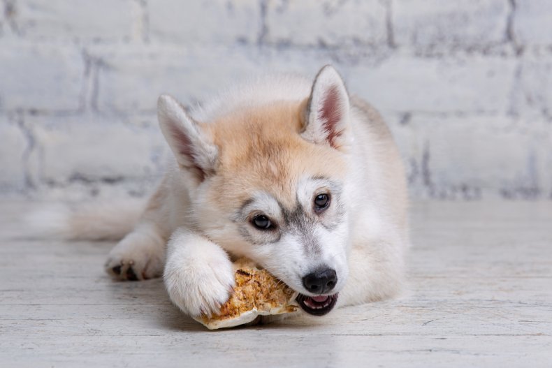 Dog With Bone Stuck on Jaw 