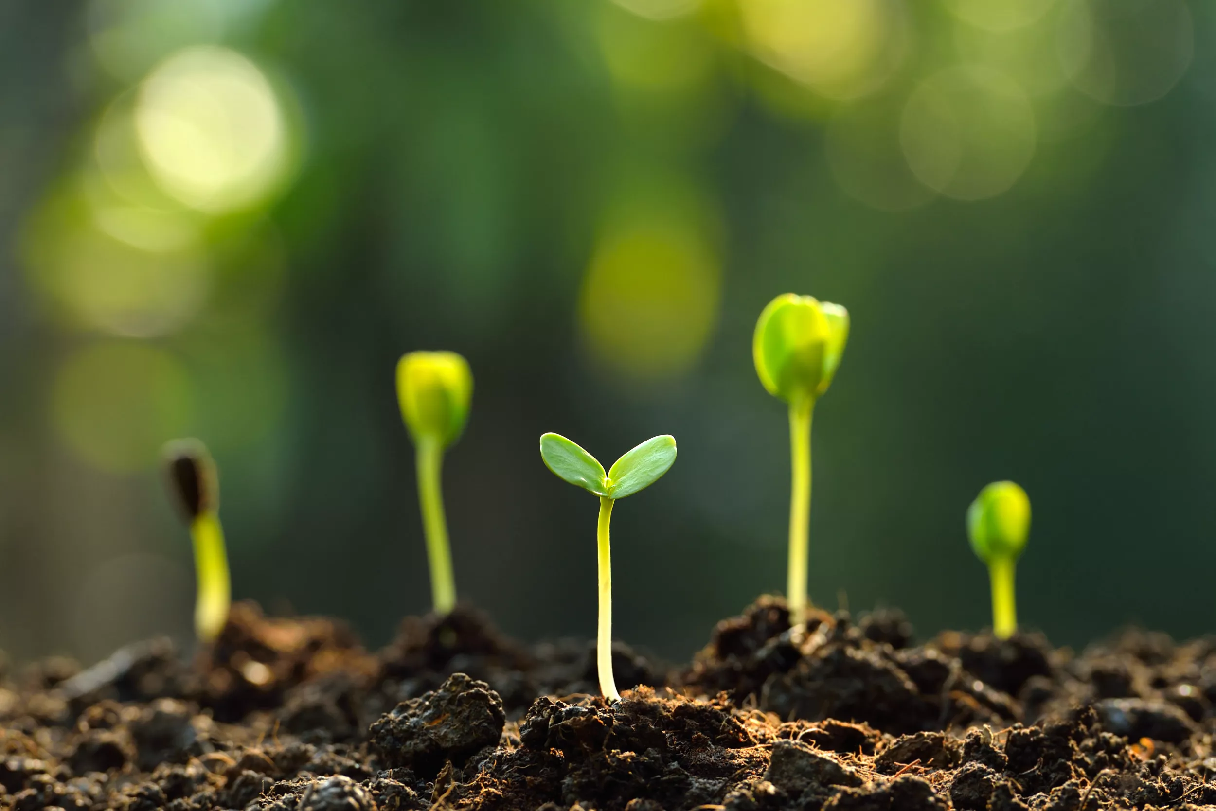 Improve Clay Soil: Gardeners Share Their Top Tips - Vimarsana News