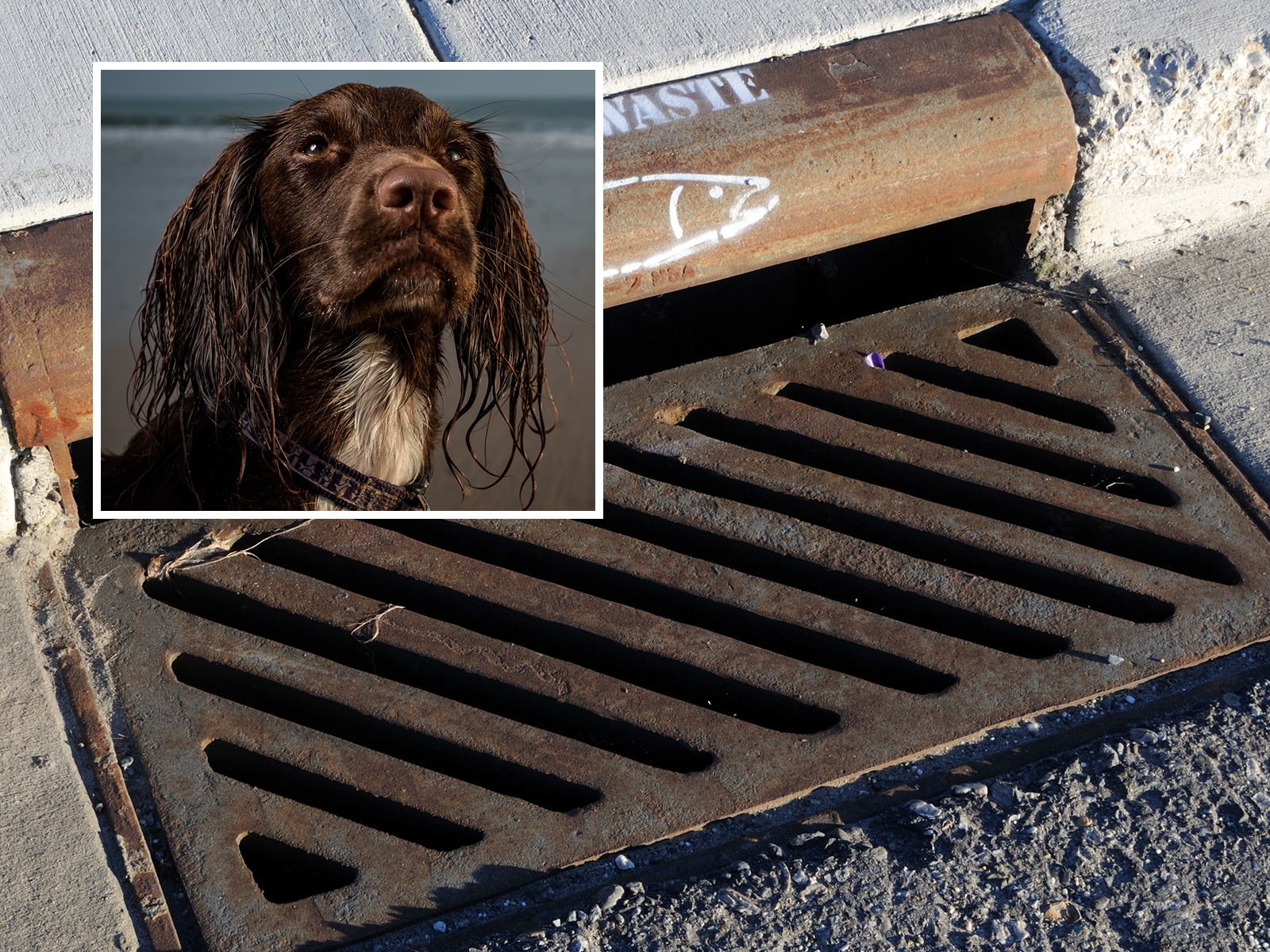 Lost Dog Rescued After Standing for Three Days in Waterlogged Storm Drain