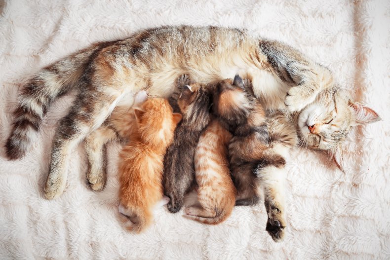 Cat mom feeding kittens