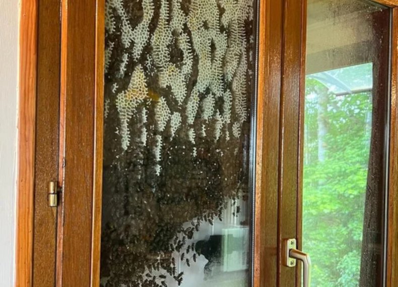 bees-in-house-window