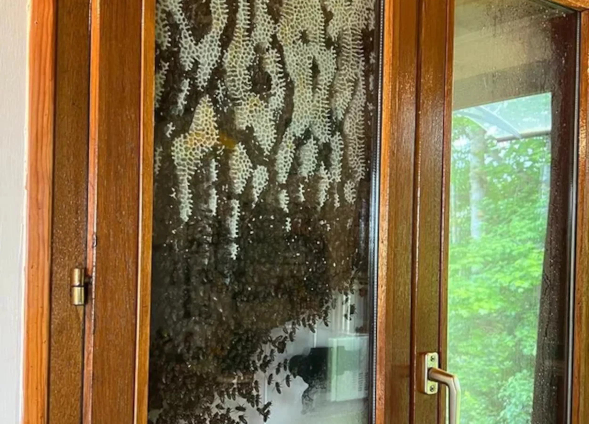 Internet Terrified After Man Finds Huge Beehive in Vacation Home Window - Vimarsana News