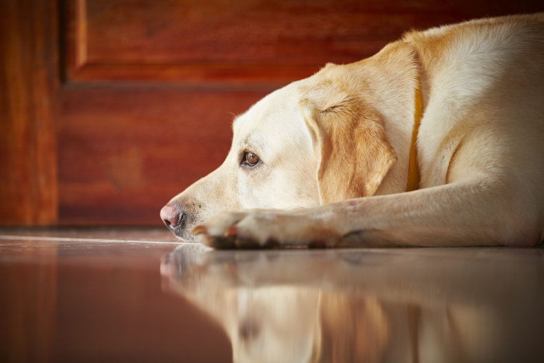 A dog with chin on the floor.