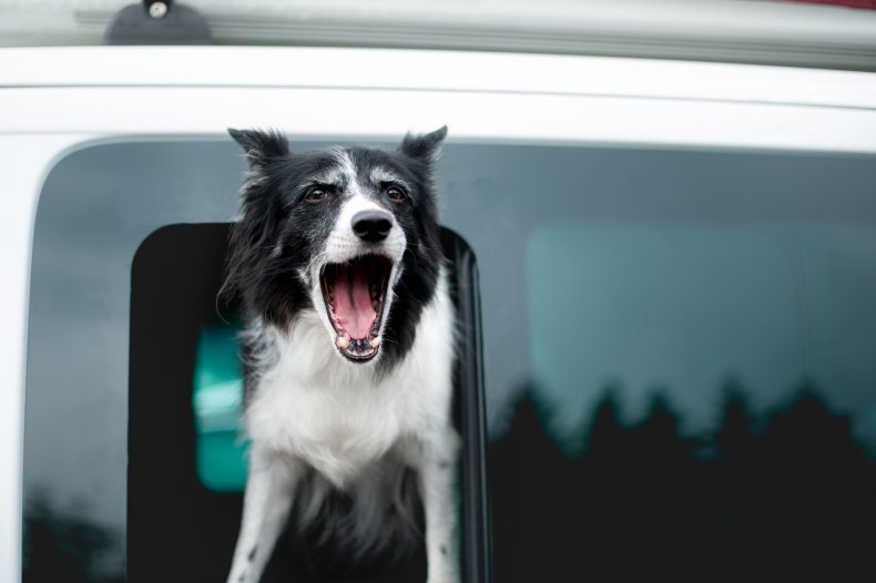 A dog barking out of car window.