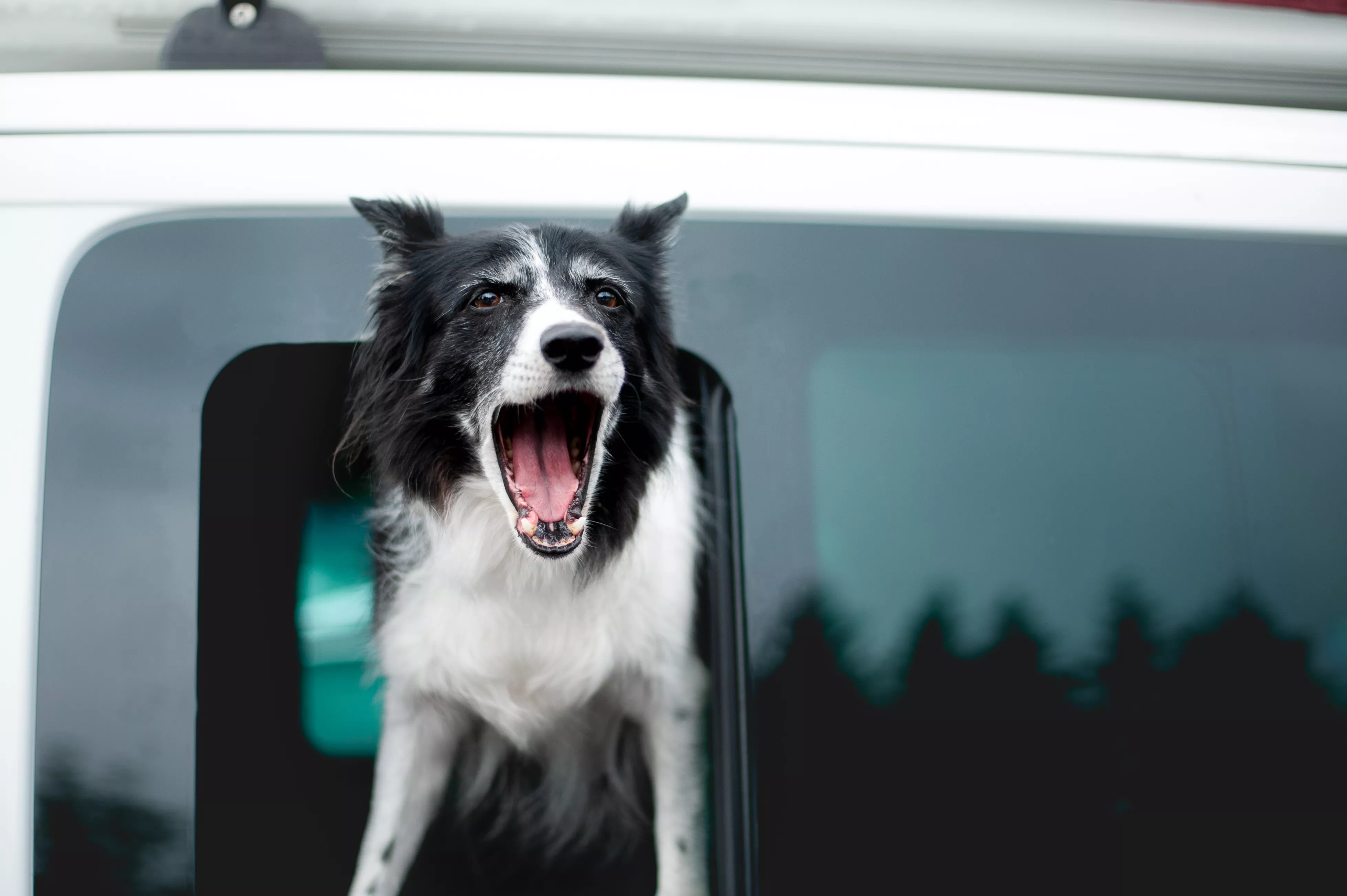 What Is Debarking a Dog and Why It Should Be Illegal, According to Experts - Vimarsana News