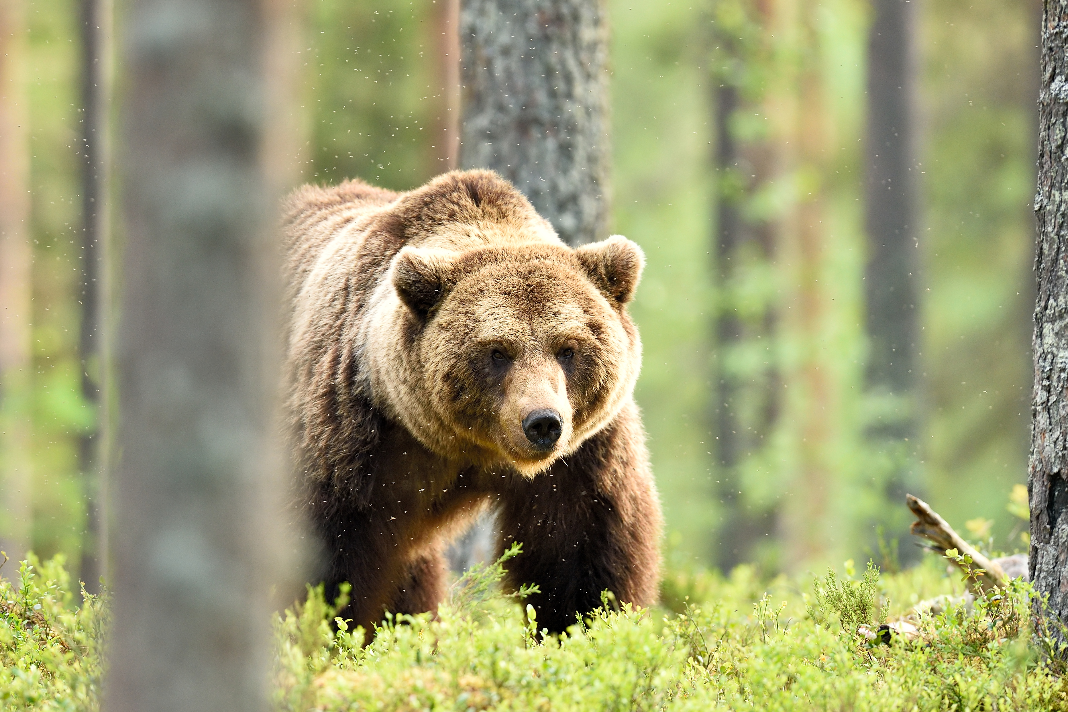 Yellowstone Grizzly Relocated After Feasting On Wyoming Cattle - Newsweek