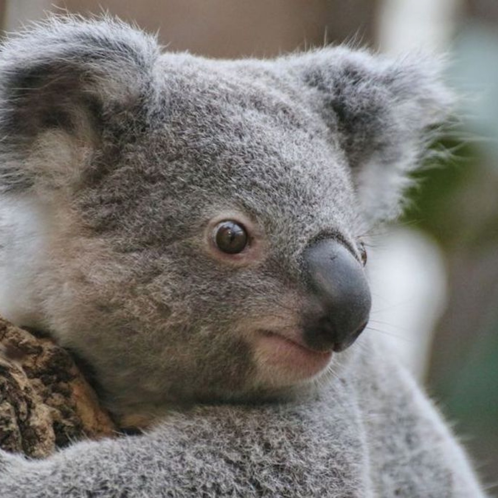 https://d.newsweek.com/en/full/2035608/tarni-koala-bear-german-zoo.jpg?w=1600&h=1600&q=88&f=9b747effaad45c2bdfd3949907601063