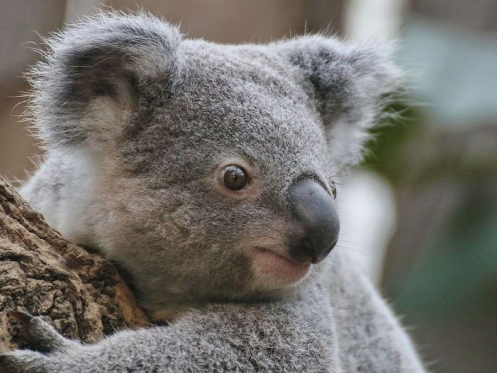 Ready Bear: The Cute Koala Stud Heading for Date With Swiss Miss