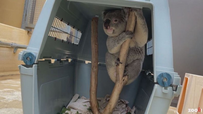 Tarni taken to Switzerland zoo