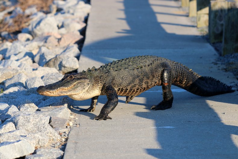 Alligator guards fast food restaurant