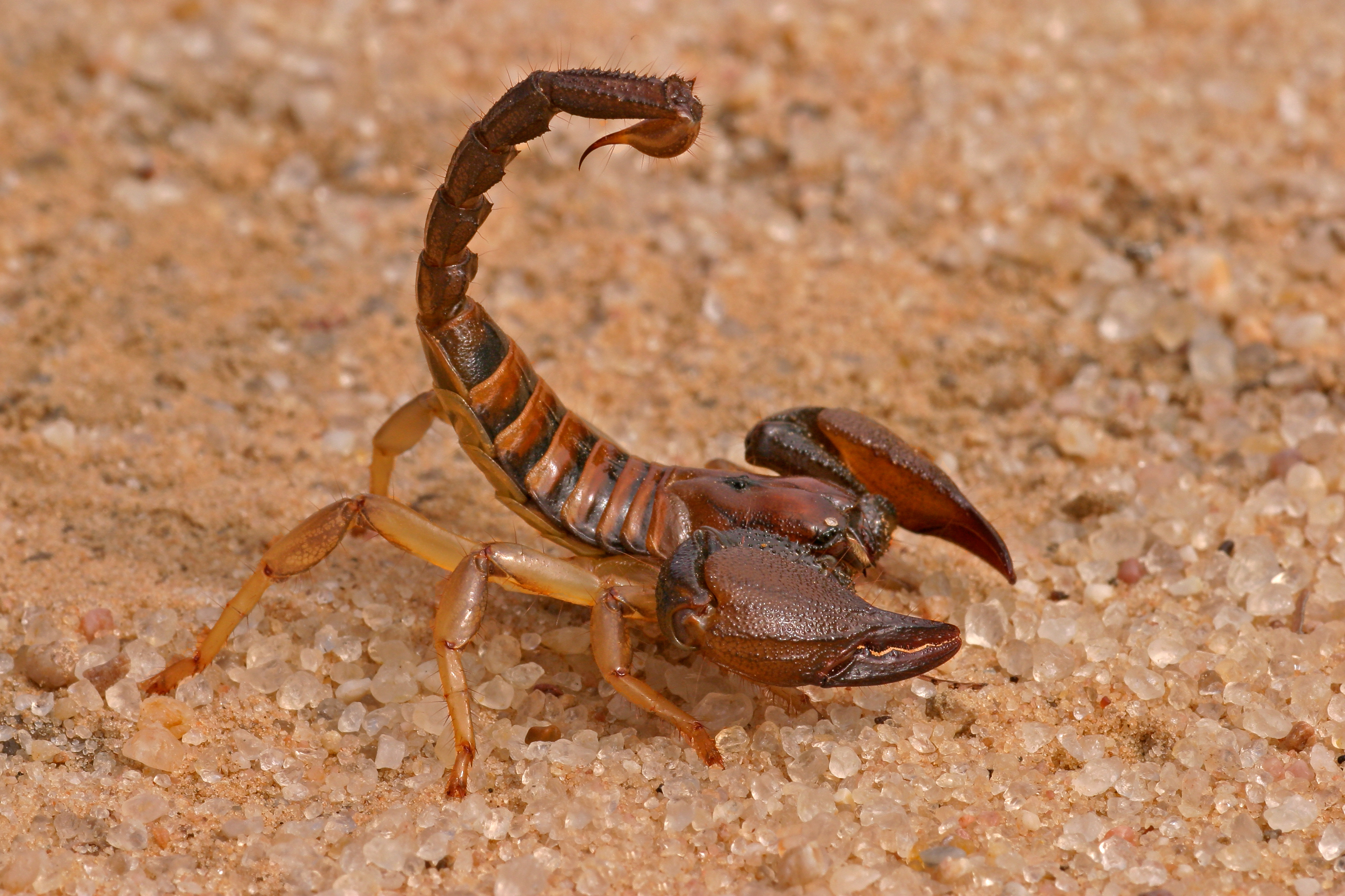 Video of Thousands of Scorpions in Abandoned House Horrifies Internet