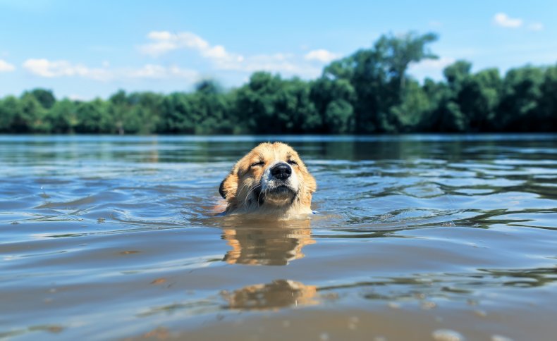 Dog swimming in lake