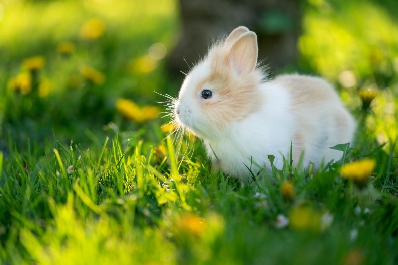 Husband Builds Home For Baby Bunnies