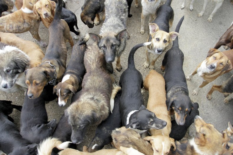 Pack of dogs together in room