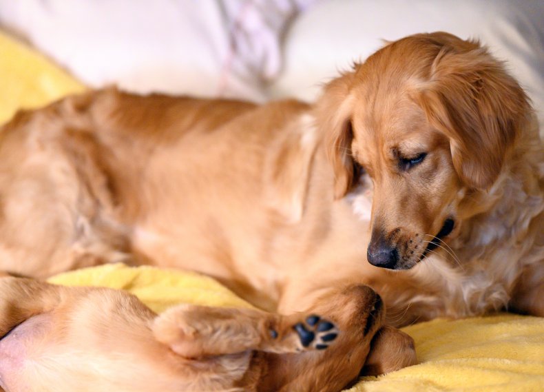 Golden Retriever dog and puppy together