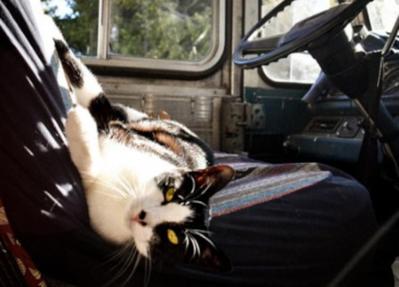 Cat lying on drivers seat in van