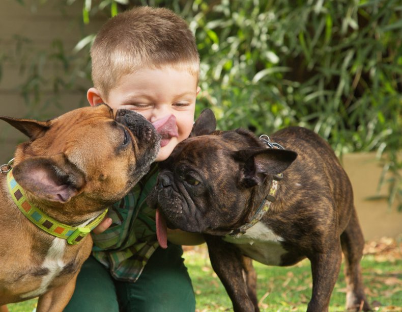 File photo of boy and French bulldogs.