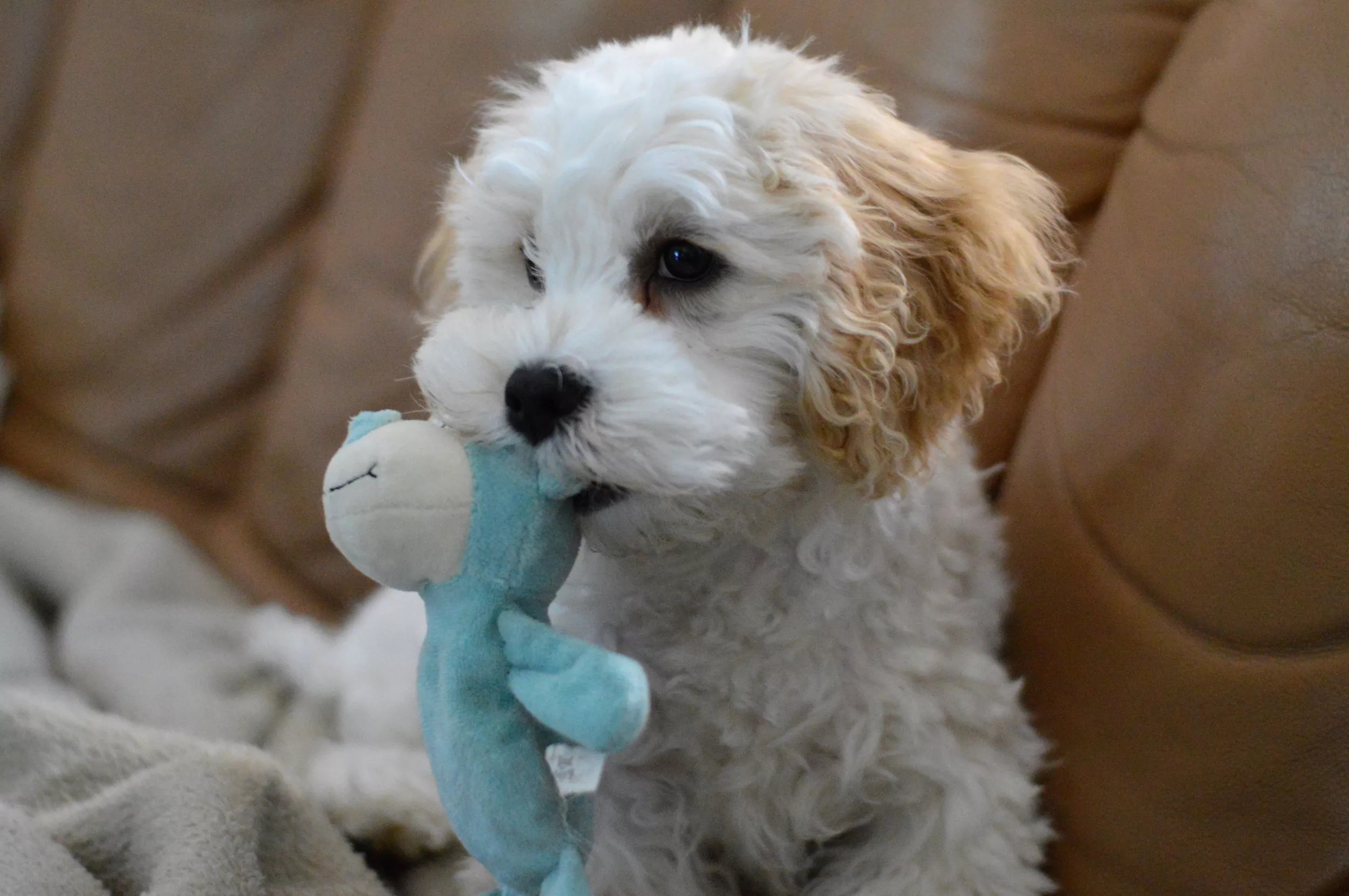 Adorable Dog Making Sure All His Toys Get Food and Water Too Melts Hearts - Vimarsana News