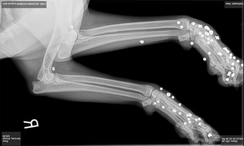 Roscoe's X-ray images