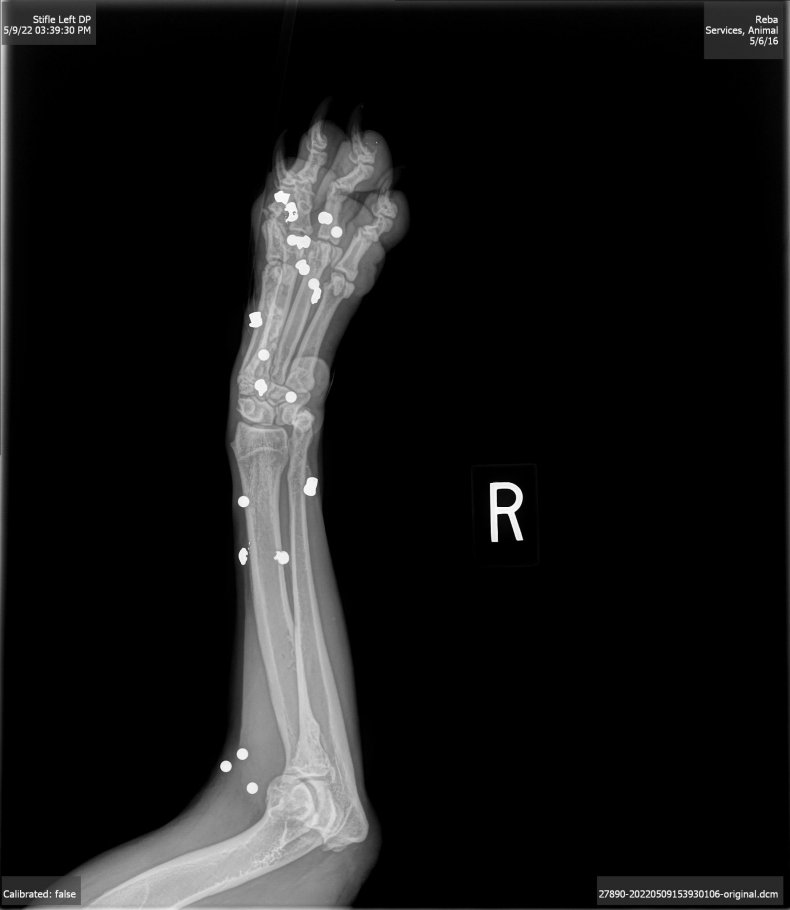 Reva's X-ray images