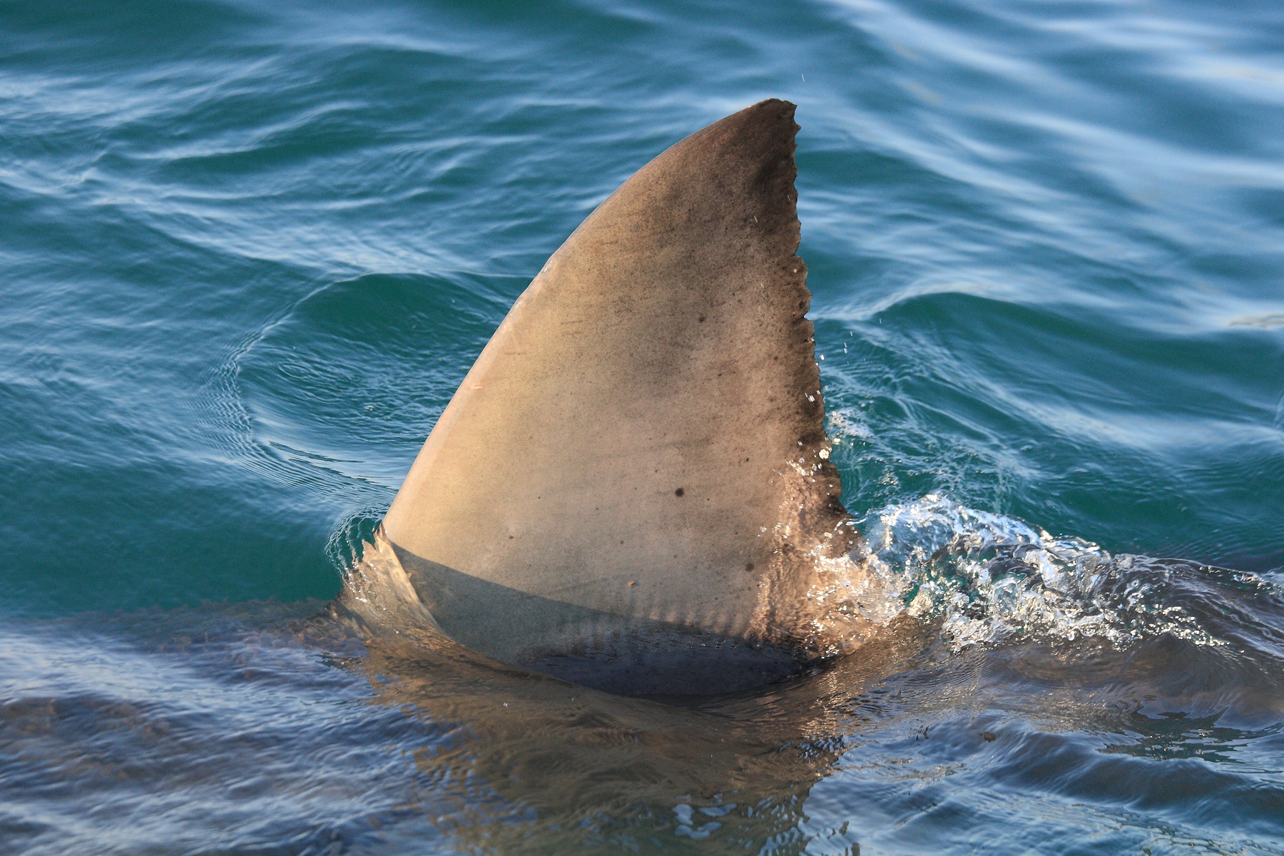 Great White Shark Much Bigger Than Ironbound Stalking North Carolina Coast
