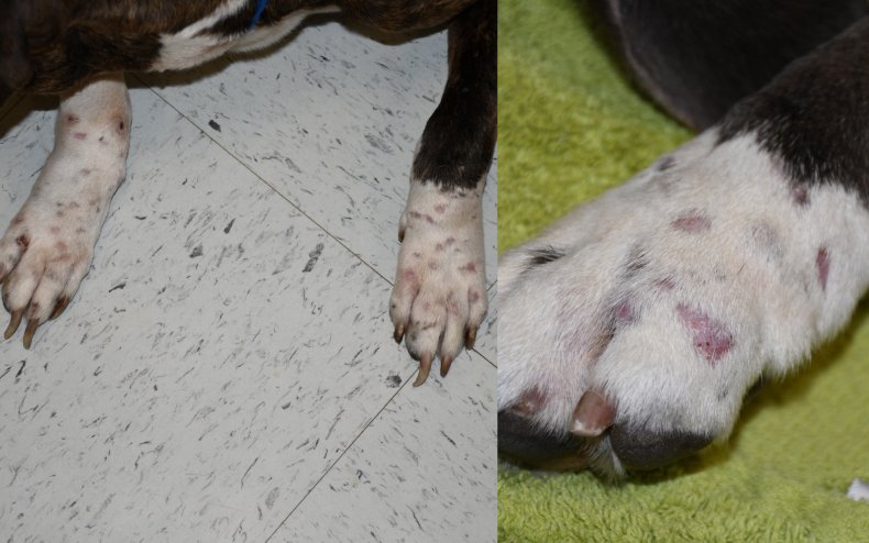 Reva and Roscoe's scars