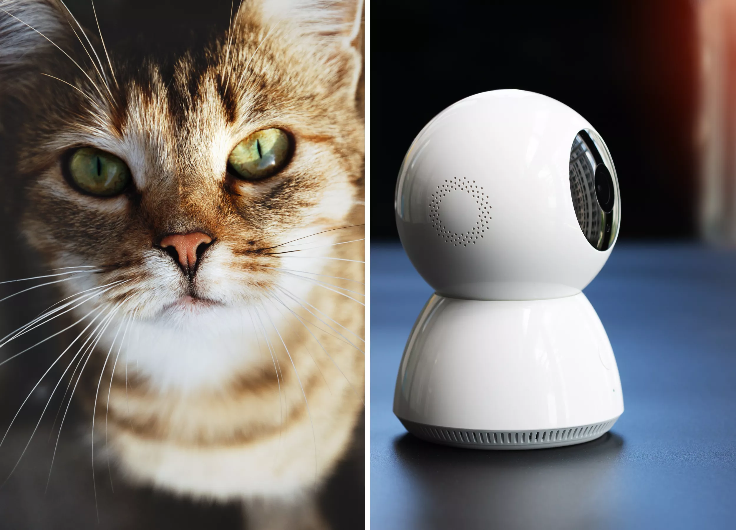 Cat Caught on Camera Trying To Hack Treat Machine Has Internet in Stitches - Vimarsana News