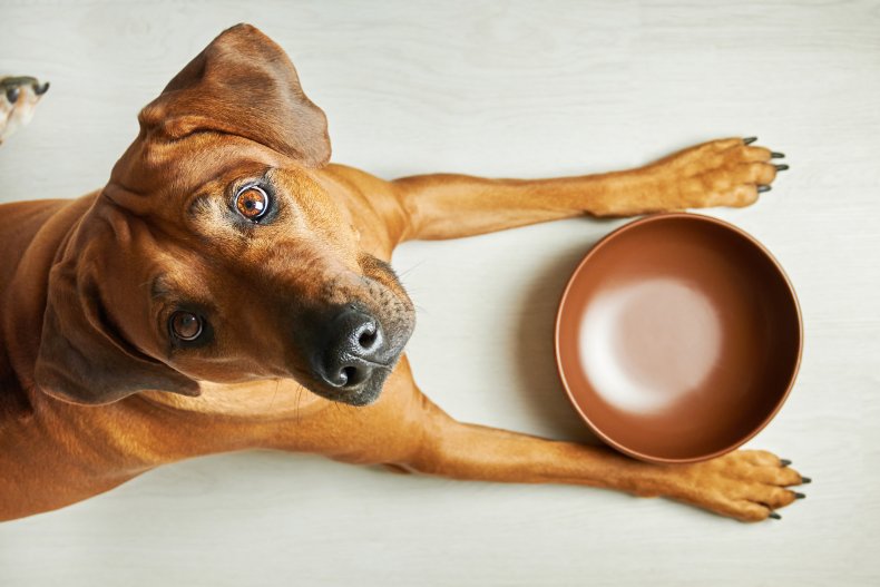 Dog next to an empty feeding bowl