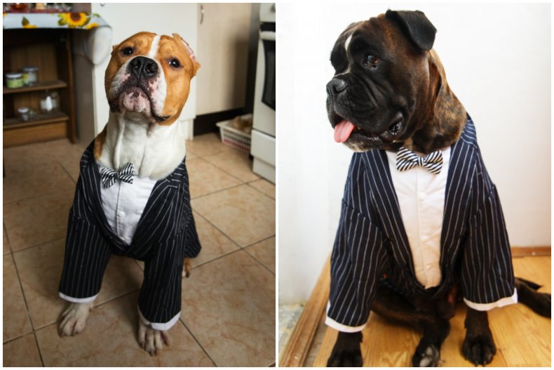 File photo of dogs in suits.