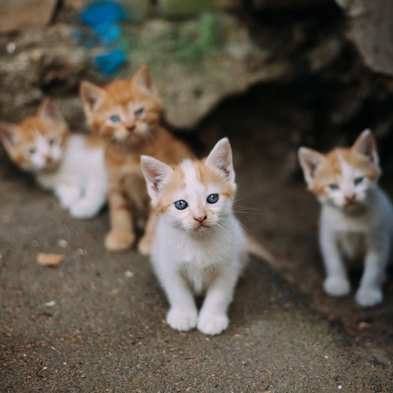 Un gruppo di gattini randagi.