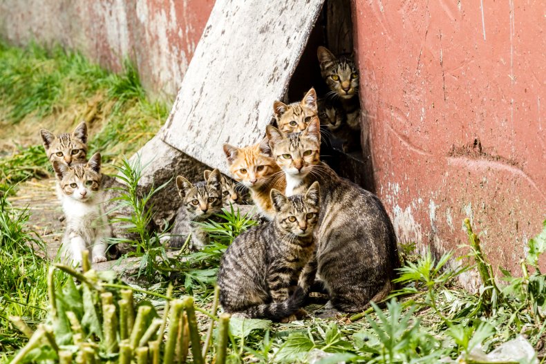 Stray cats seen near a hole in a wall.