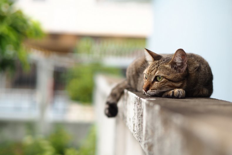 Un gato callejero descansando sobre una pared.
