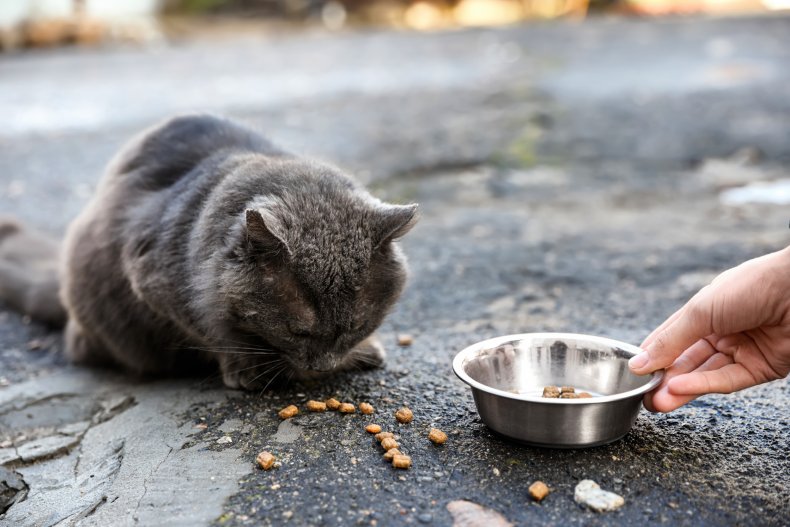 Un gatto grigio vicino a una ciotola di cibo.