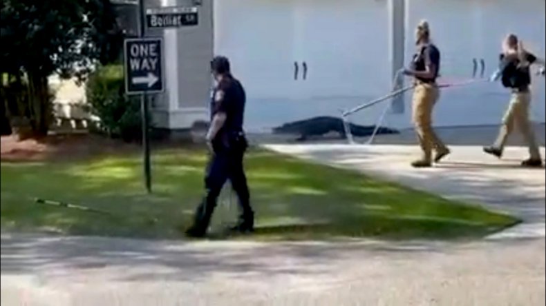 South Carolina alligator caught outside house
