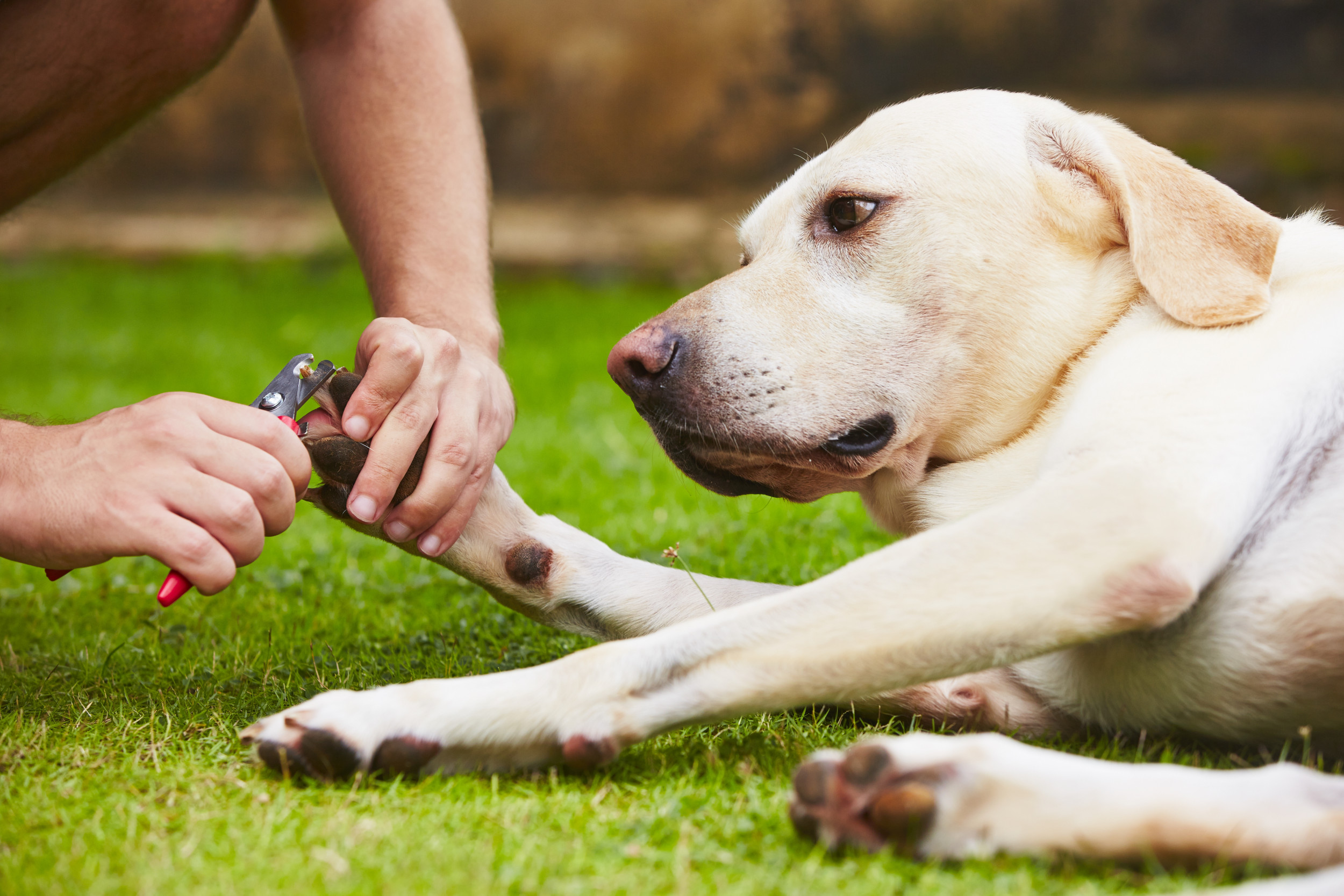 How to Cut Your Dog's Nails in the Safest Way Possible