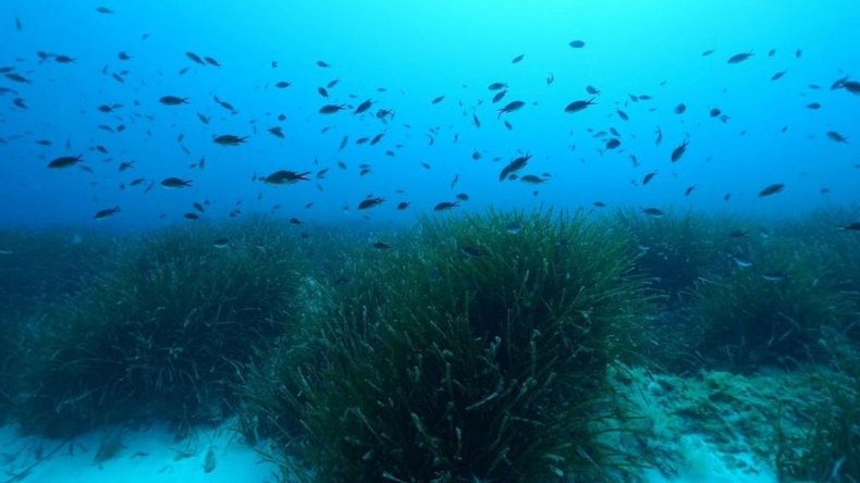 Seagrass in Mediterranean Sea