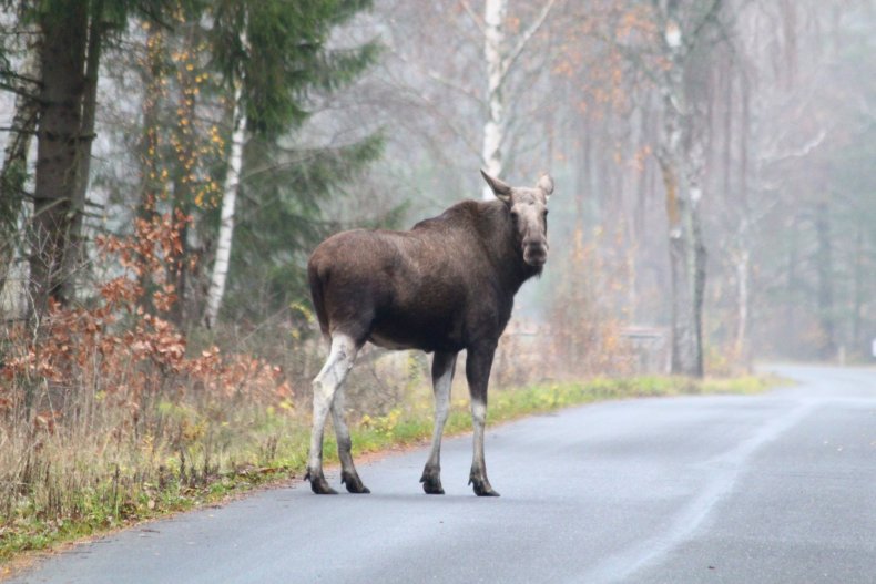 moose on road
