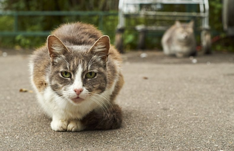 A pair of homeless cats on pavement.