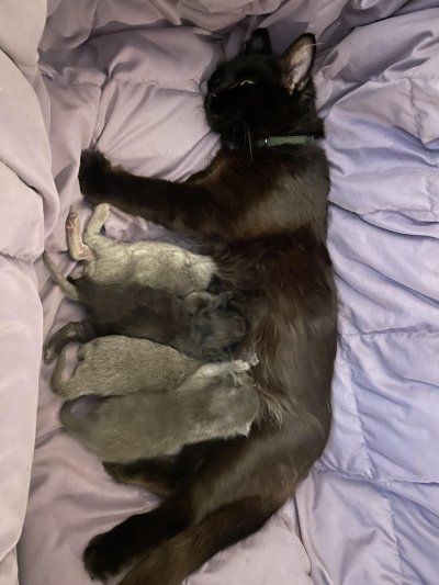 Miso and her kittens