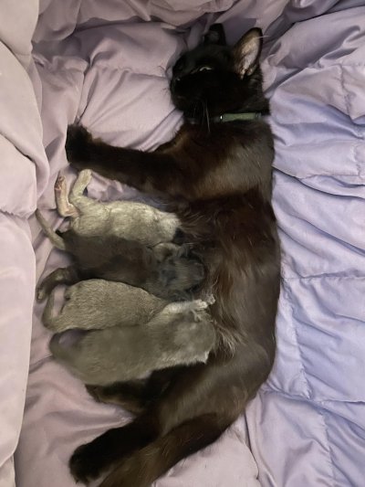 Miso and her kittens Miso and her kittens