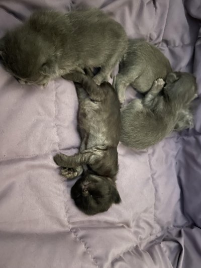 Miso and her kittens Miso and her kittens