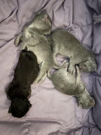 Miso and her kittens