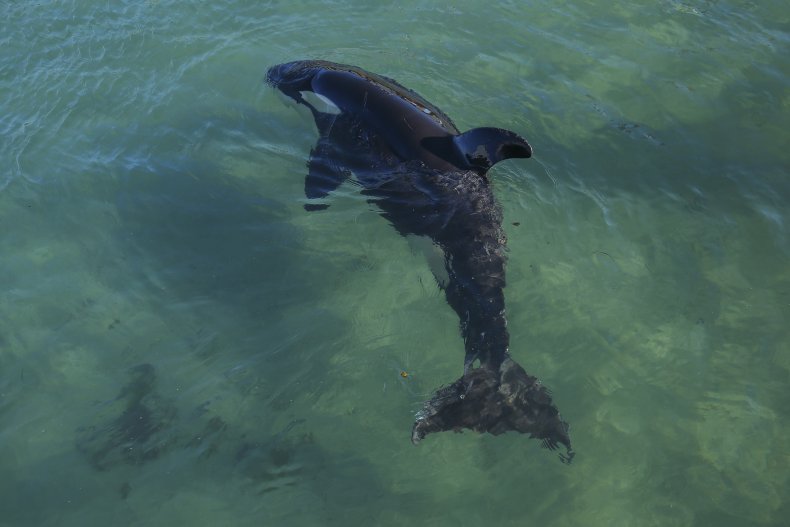 Stranded orca