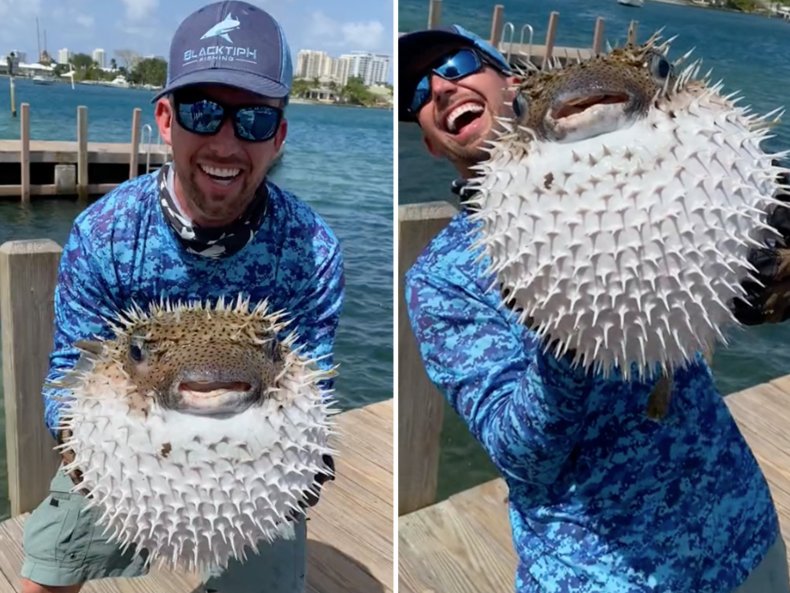That’s a Huge Pufferfish