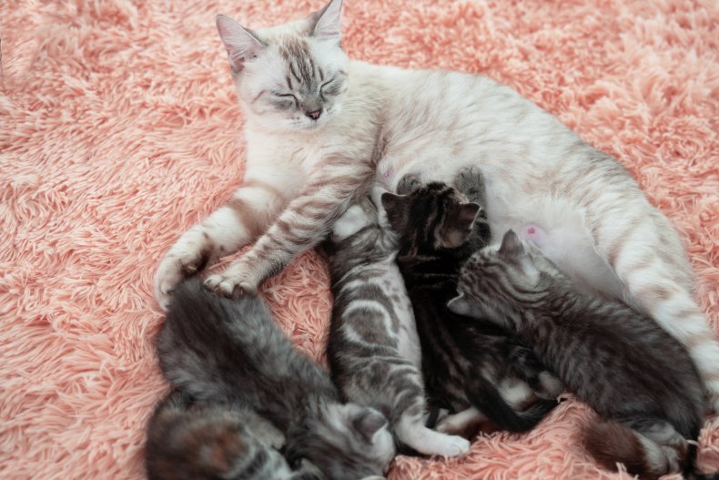 cat mom with kittens