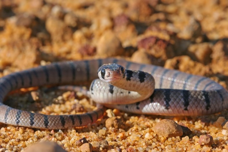 Eastern brown snake 