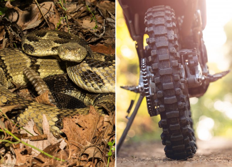 Rattle snake and dirt bike