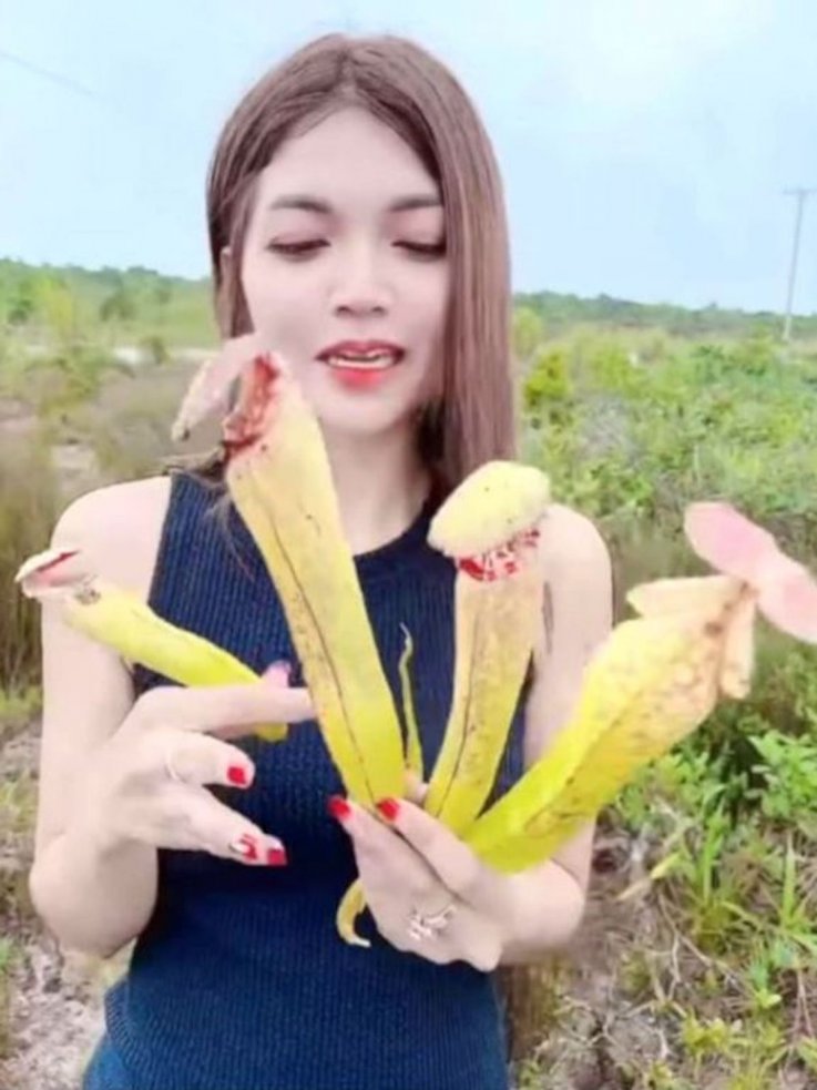 Rare Cambodian plant dying