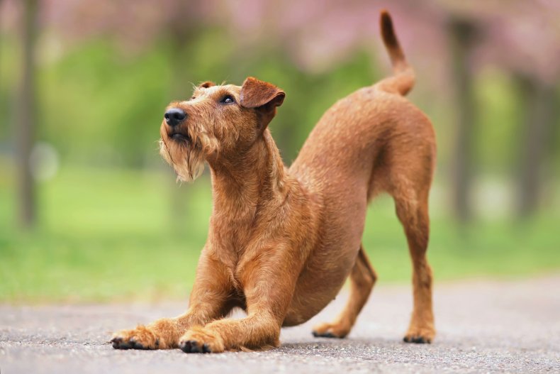 Irish Terrier stretching