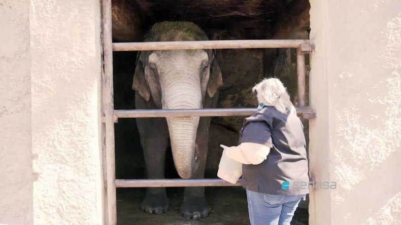 The former circus elephants have moved to Brazil